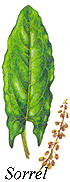 
Herb: Sorrel.
